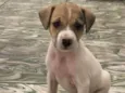 Caramela Galcê
