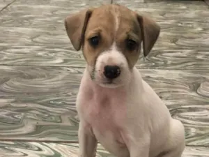 Cachorro raça SRD idade 2 a 6 meses nome Caramela Galcê