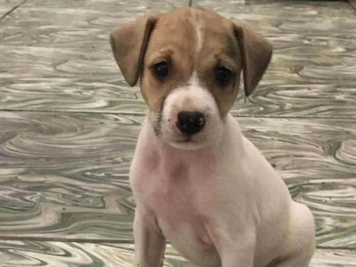 Cachorro ra a SRD idade 2 a 6 meses nome Caramela Galcê