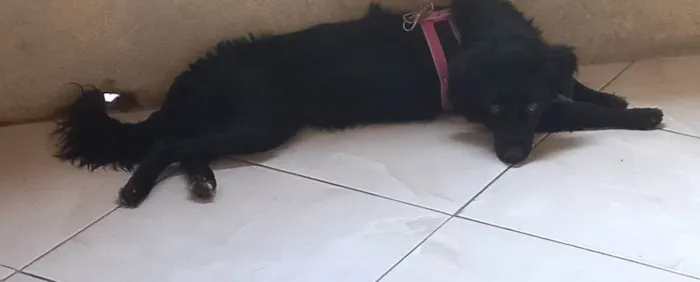 Cachorro raça VIRA LATA idade 1 ano nome NINA