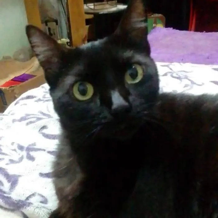 Gato ra a Srd idade 6 ou mais anos nome Lucy