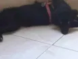 NINA