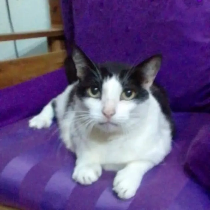 Gato ra a Srd idade 6 ou mais anos nome Lolico