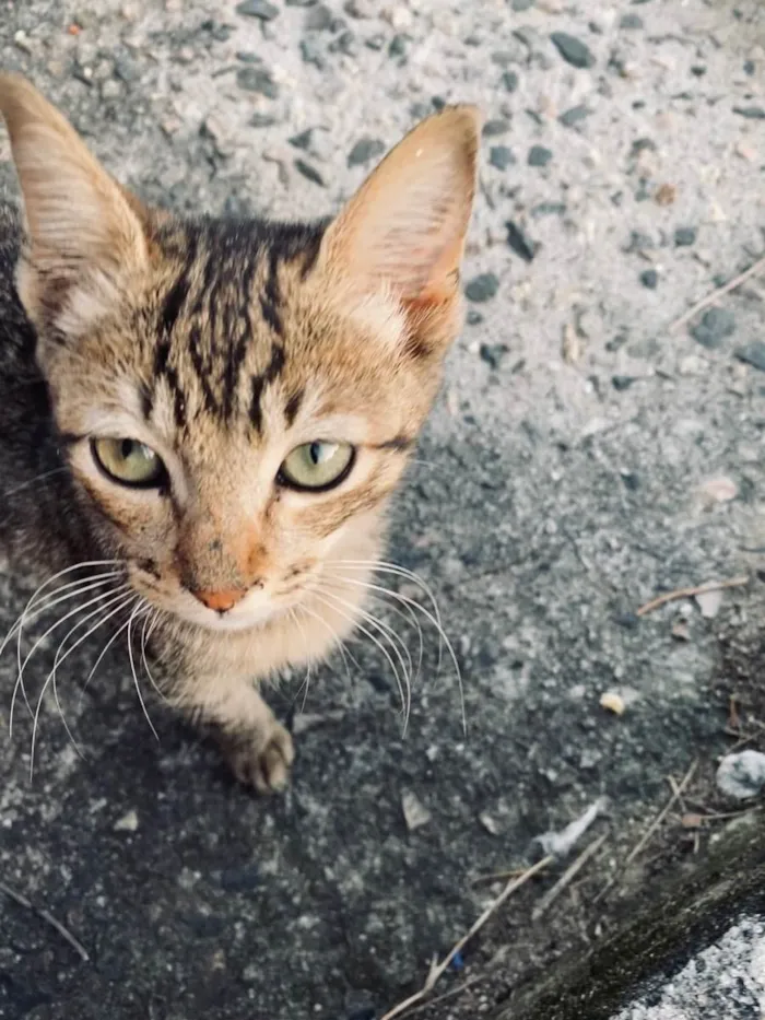 Gato ra a Srd idade Abaixo de 2 meses nome Sem nome