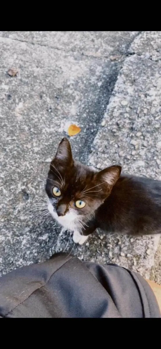 Gato ra a Srd idade Abaixo de 2 meses nome Sem nome