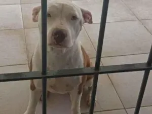 Cachorro raça pitbul idade 1 ano nome KIRA
