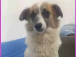 Cachorro raça SRD idade  nome Sara