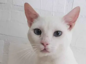 Gato raça Srd idade 7 a 11 meses nome Fred