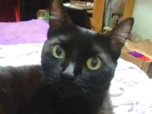 Gato raça Srd idade 6 ou mais anos nome Lucy