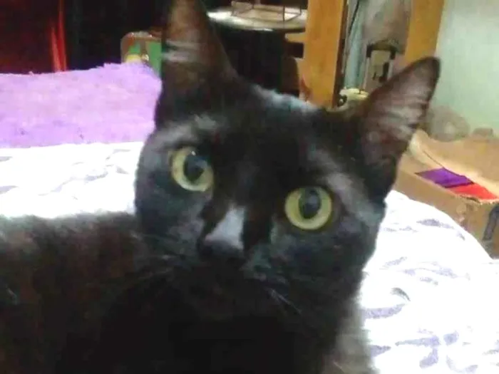 Gato ra a Srd idade 6 ou mais anos nome Lucy