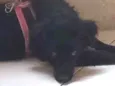 NINA