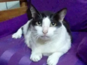 Gato raça Srd idade 6 ou mais anos nome Lolico