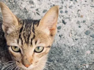 Gato raça Srd idade Abaixo de 2 meses nome Sem nome