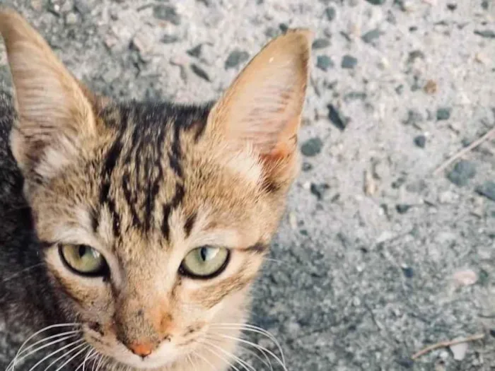 Gato ra a Srd idade Abaixo de 2 meses nome Sem nome