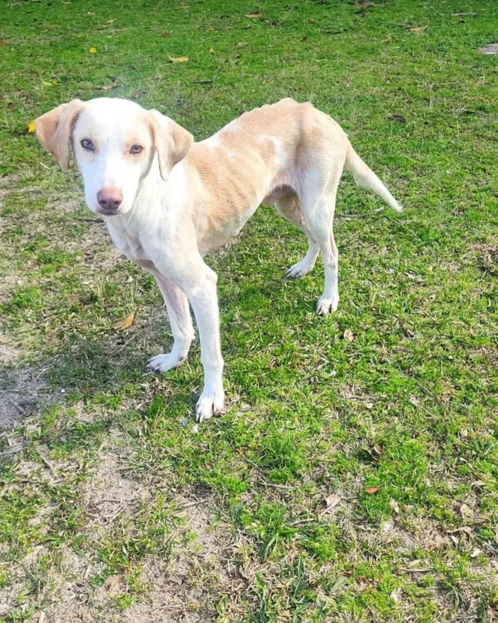 Cachorro ra a  idade 2 a 6 meses nome Não sei 