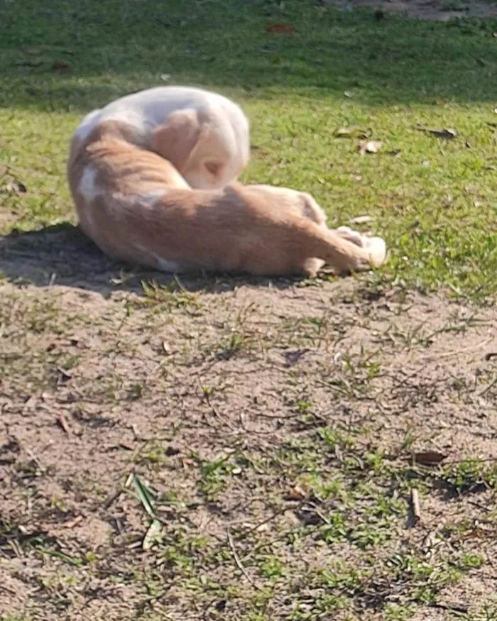 Cachorro ra a  idade 2 a 6 meses nome Não sei 