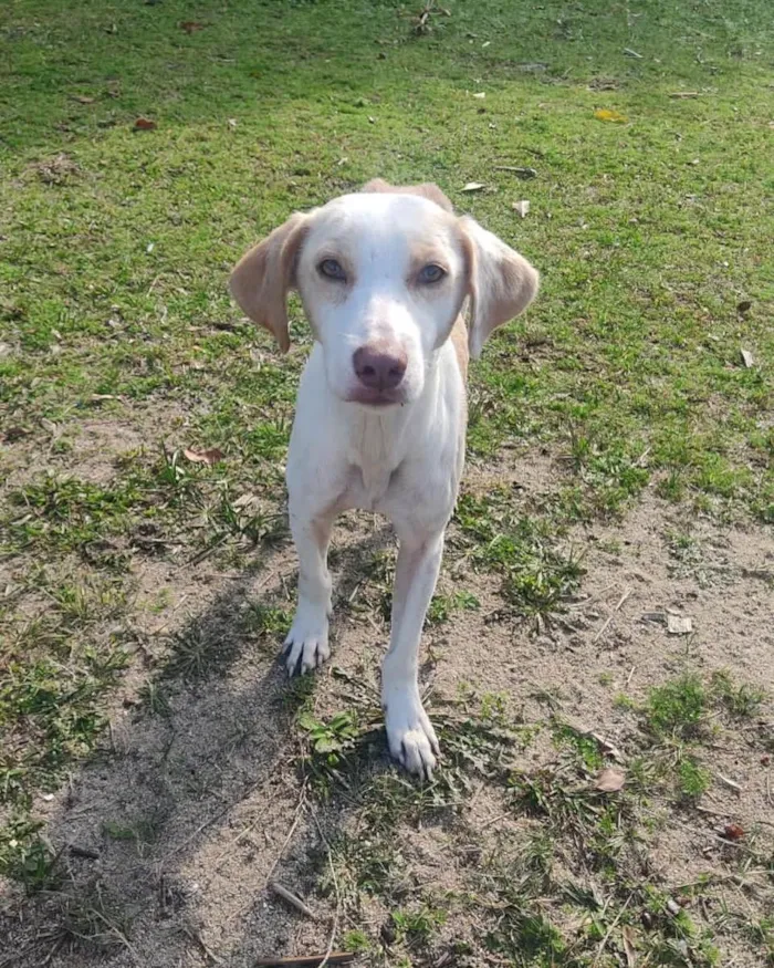 Cachorro ra a  idade 2 a 6 meses nome Não sei 