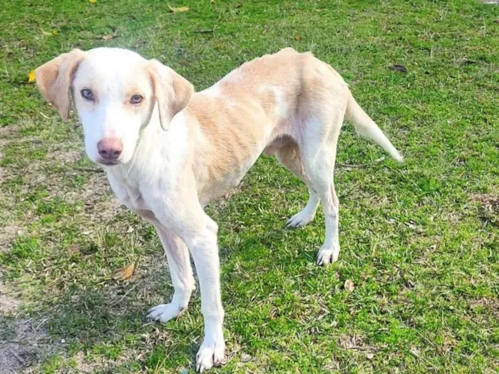 Cachorro ra a  idade 2 a 6 meses nome Não sei 