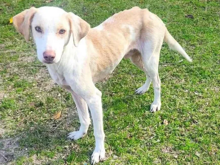 Cachorro ra a  idade 2 a 6 meses nome Não sei 