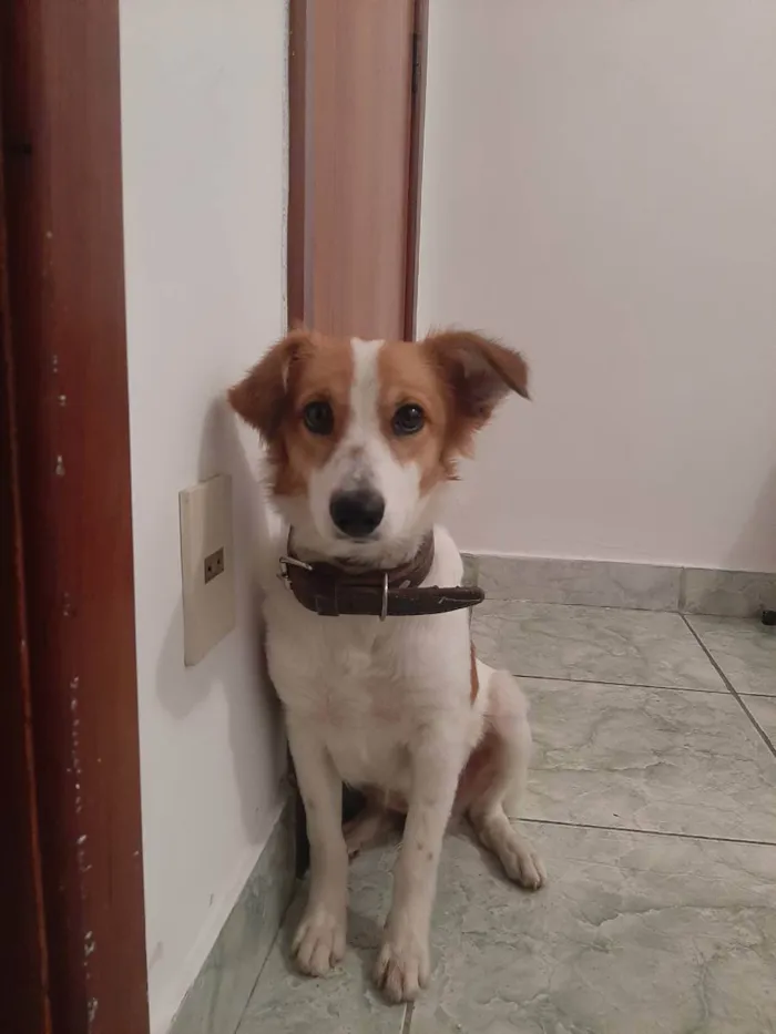 Cachorro ra a Srd idade 2 a 6 meses nome Lulu