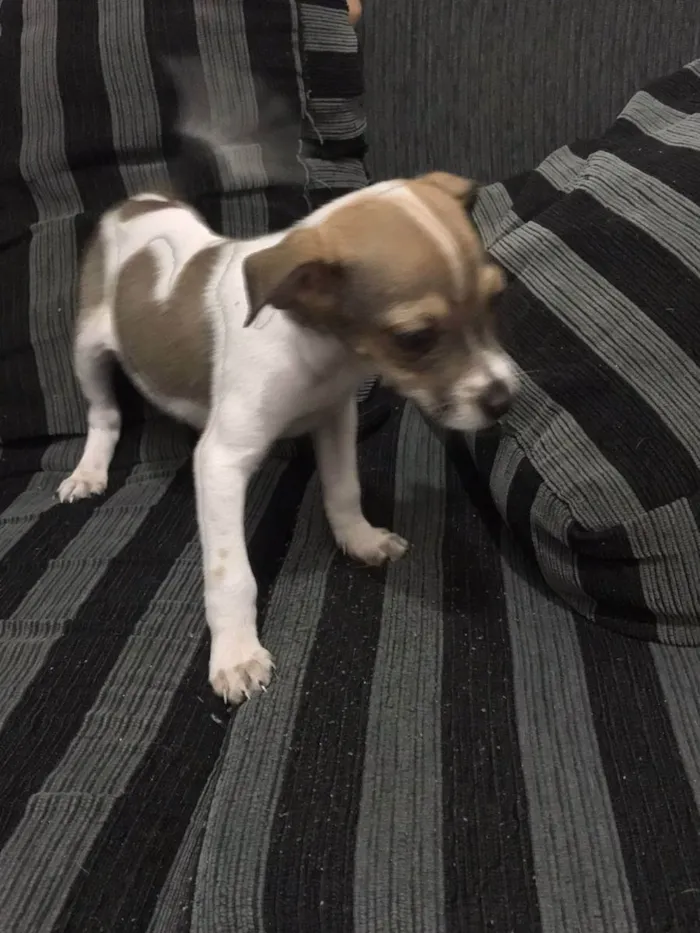 Cachorro raça misturada idade 2 a 6 meses nome não tem nome