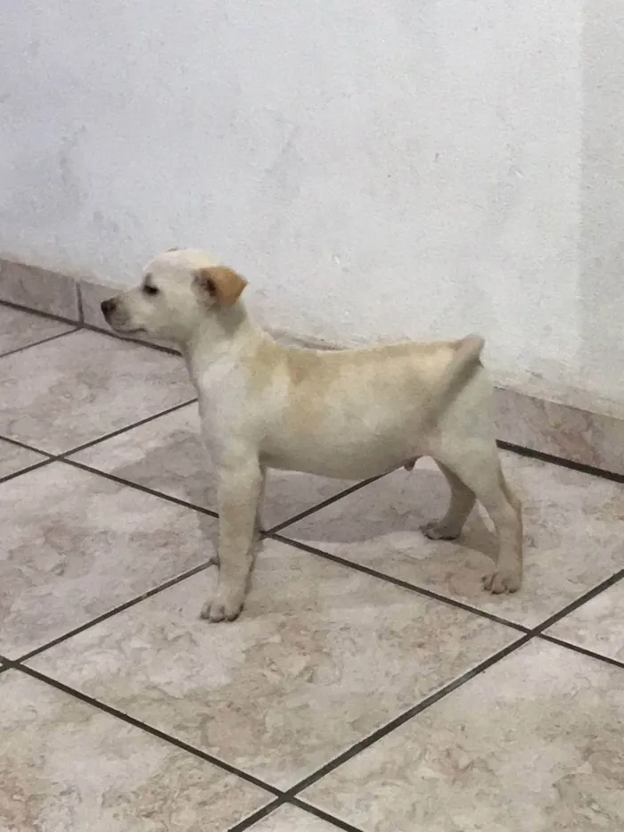 Cachorro raça misturada idade 2 a 6 meses nome não tem nome