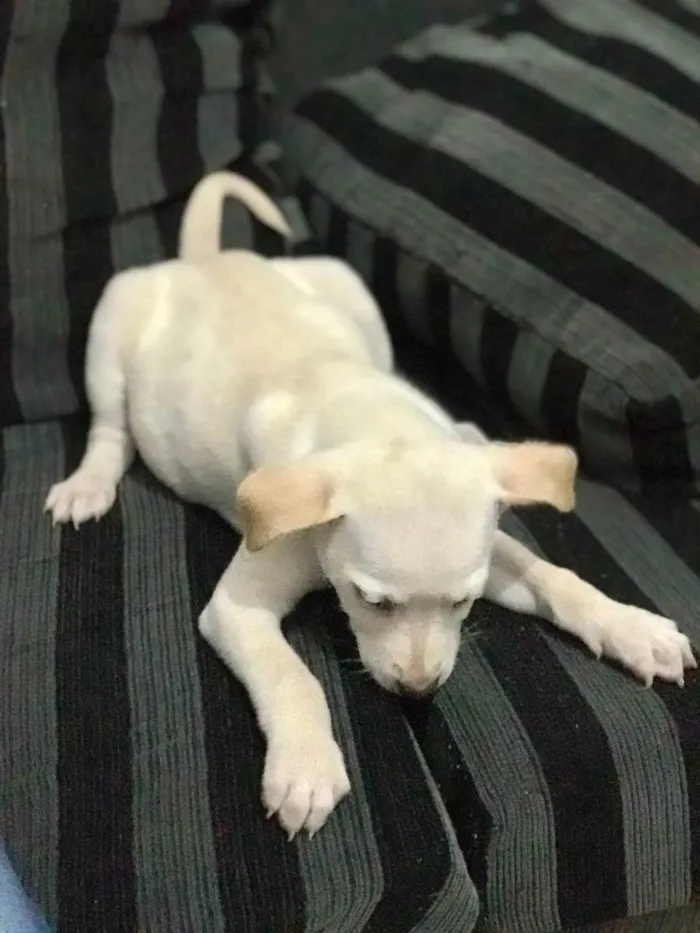 Cachorro raça misturada idade 2 a 6 meses nome não tem nome