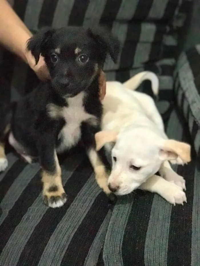 Cachorro raça misturada idade 2 a 6 meses nome não tem nome