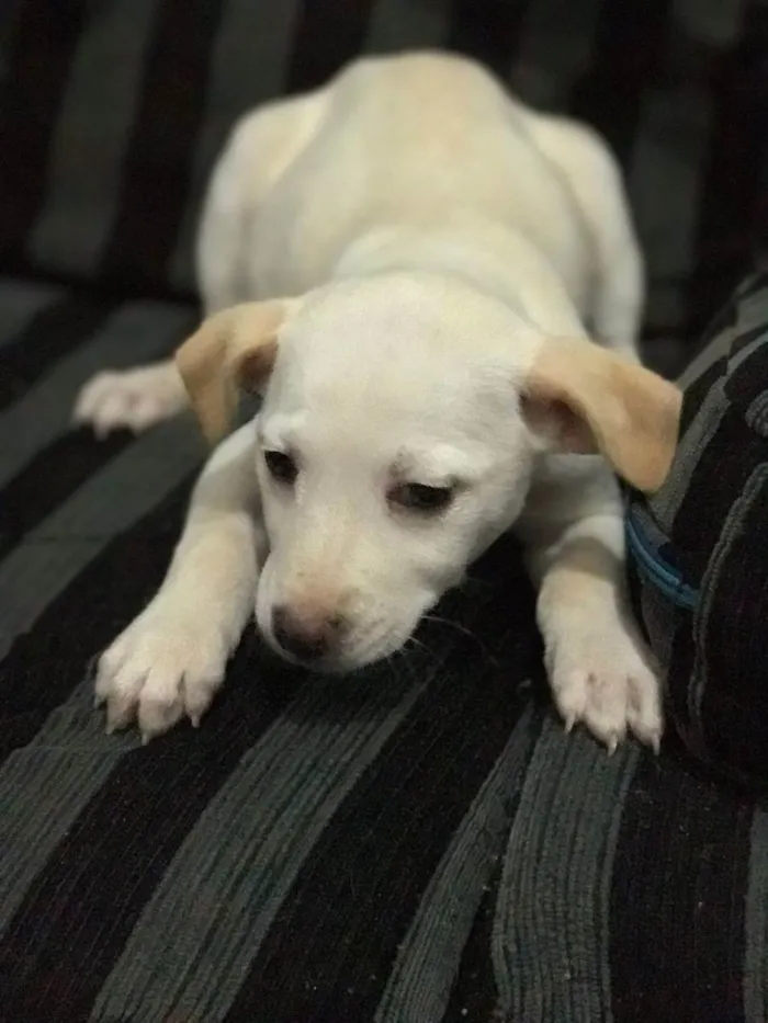 Cachorro raça misturada idade 2 a 6 meses nome não tem nome