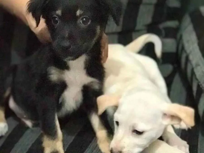 Cachorro raça misturada idade 2 a 6 meses nome não tem nome