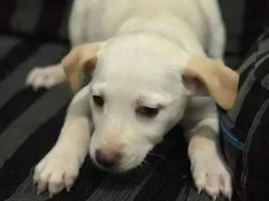 Cachorro raça misturada idade 2 a 6 meses nome não tem nome