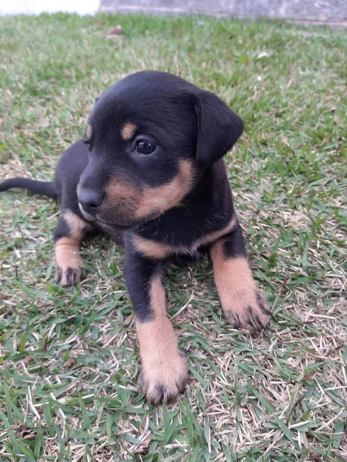 Cachorro ra a Misturado vira lata com outra  idade 2 a 6 meses nome Filhotes