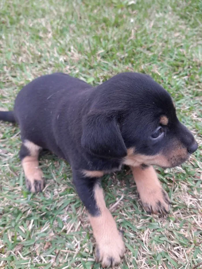 Cachorro ra a Misturado vira lata com outra  idade 2 a 6 meses nome Filhotes