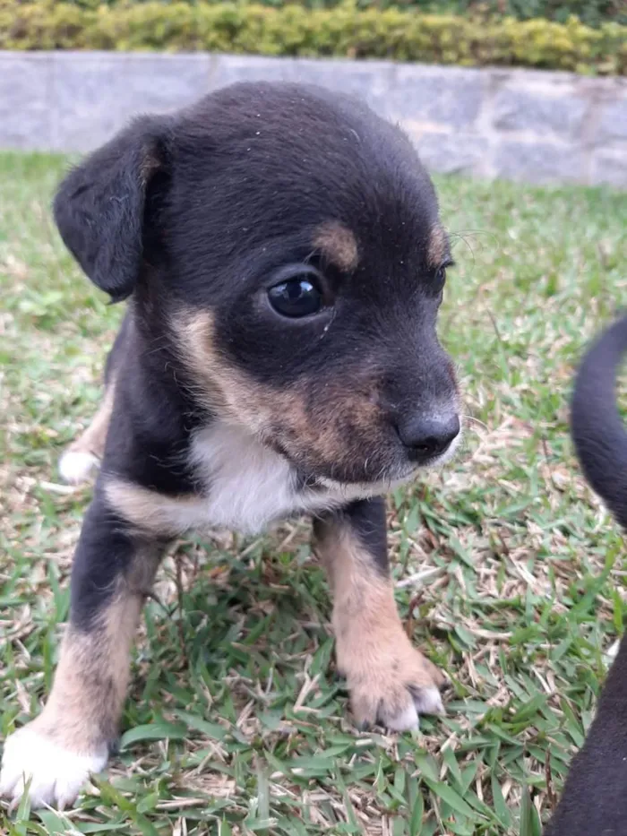 Cachorro ra a Misturado vira lata com outra  idade 2 a 6 meses nome Filhotes