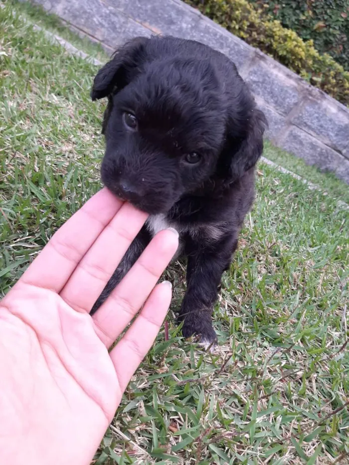 Cachorro ra a Misturado vira lata com outra  idade 2 a 6 meses nome Filhotes