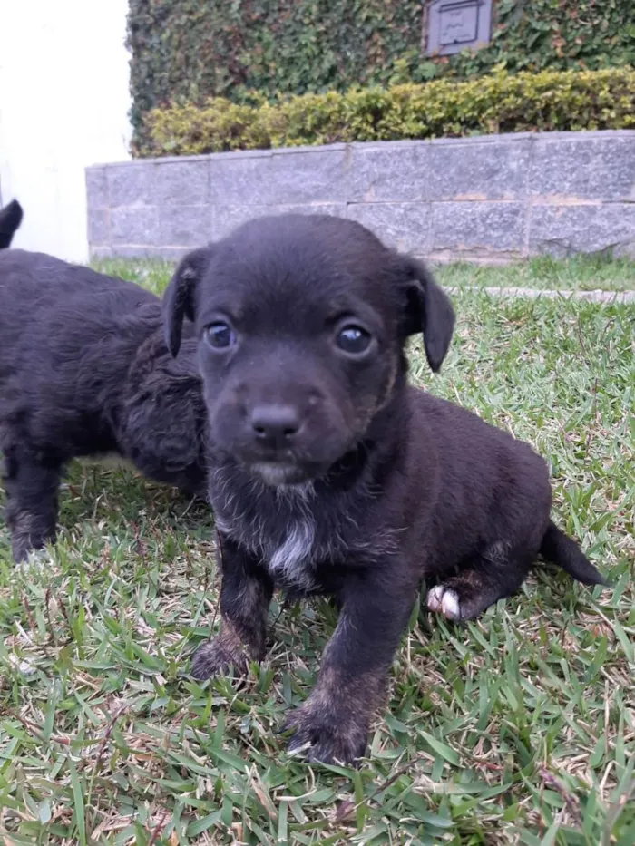 Cachorro ra a Misturado vira lata com outra  idade 2 a 6 meses nome Filhotes