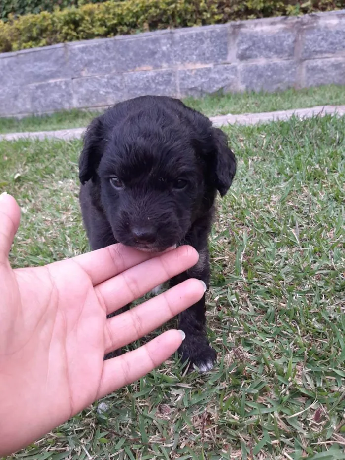 Cachorro ra a Misturado vira lata com outra  idade 2 a 6 meses nome Filhotes