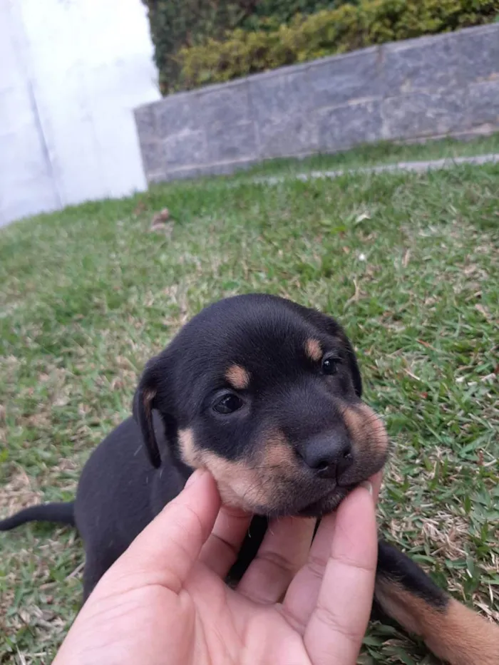 Cachorro ra a Misturado vira lata com outra  idade 2 a 6 meses nome Filhotes