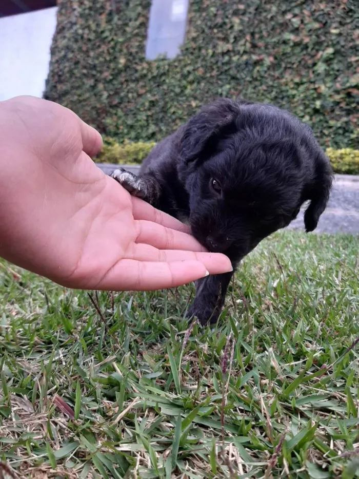 Cachorro ra a Misturado vira lata com outra  idade 2 a 6 meses nome Filhotes