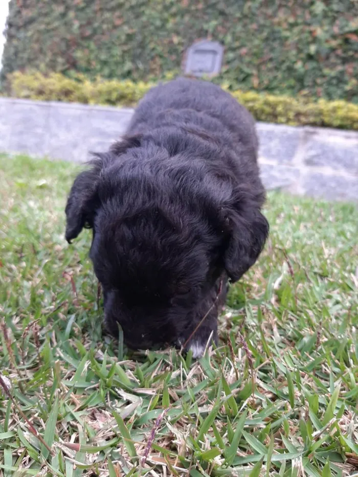 Cachorro ra a Misturado vira lata com outra  idade 2 a 6 meses nome Filhotes