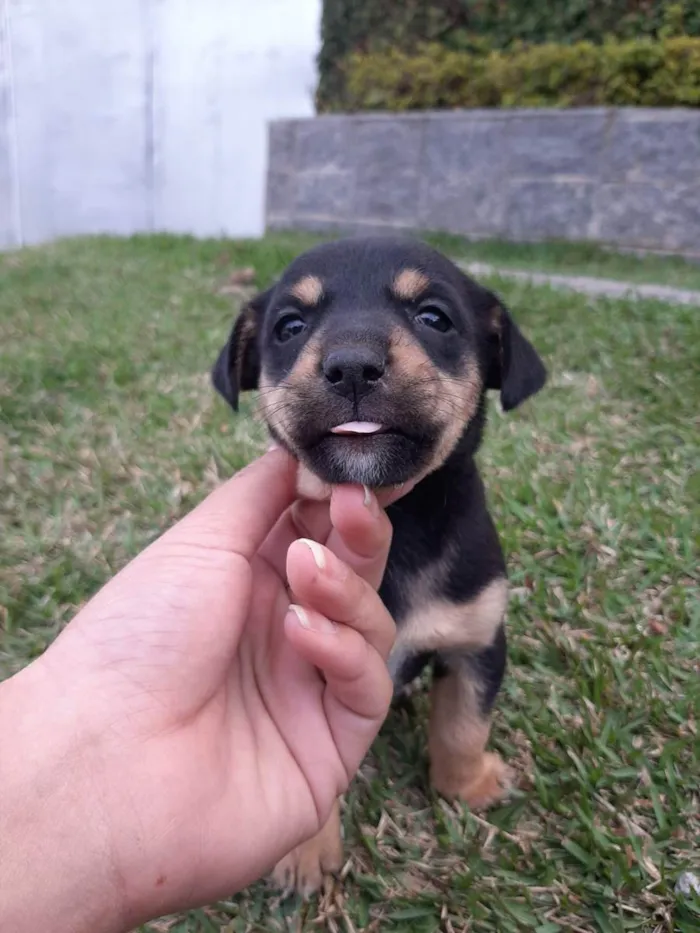 Cachorro ra a Misturado vira lata com outra  idade 2 a 6 meses nome Filhotes