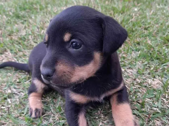 Cachorro ra a Misturado vira lata com outra  idade 2 a 6 meses nome Filhotes