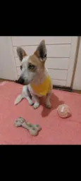Mimosa