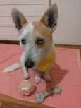 Mimosa