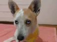 Mimosa