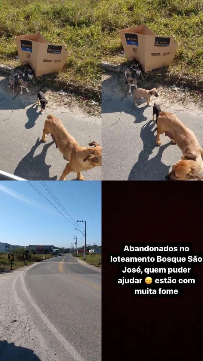 Cachorro ra a  idade 1 ano nome Não sei 