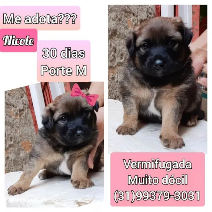 Cachorro raça SRD idade Abaixo de 2 meses nome Nicole