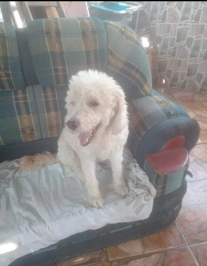 Cachorro ra a Poodle idade 3 anos nome Romeu 