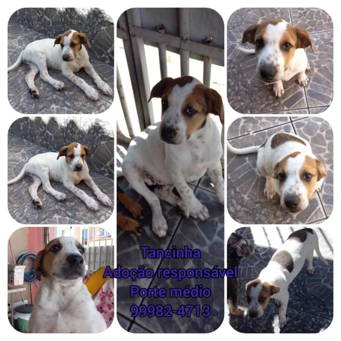 Cachorro ra a SRD idade 2 a 6 meses nome Tancinha