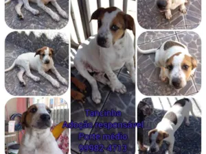 Cachorro raça SRD idade 2 a 6 meses nome Tancinha